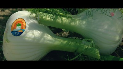 Fennel