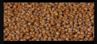 The Piedmont Hazelnuts IGP